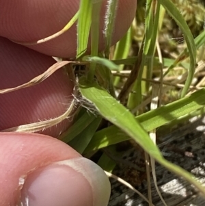 Luzula meridionalis at Namadgi National Park - 7 Oct 2023