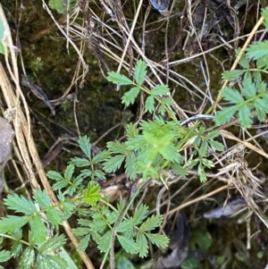 Acaena novae-zelandiae at Namadgi National Park - 7 Oct 2023 02:12 PM