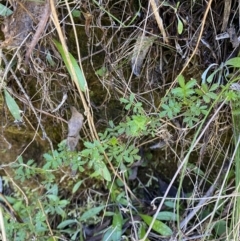 Acaena novae-zelandiae at Namadgi National Park - 7 Oct 2023