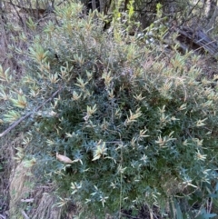 Acrotriche leucocarpa (Tall Acrotriche) at Namadgi National Park - 7 Oct 2023 by Tapirlord