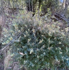 Acrotriche leucocarpa at Namadgi National Park - 7 Oct 2023