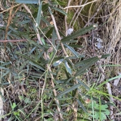 Olearia erubescens at Namadgi National Park - 7 Oct 2023