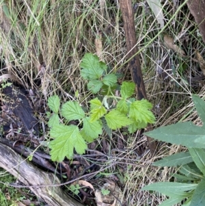 Rubus parvifolius at Namadgi National Park - 7 Oct 2023 02:10 PM