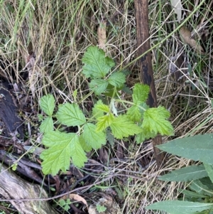 Rubus parvifolius at Namadgi National Park - 7 Oct 2023 02:10 PM