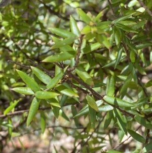 Acrotriche leucocarpa at Namadgi National Park - 7 Oct 2023 02:01 PM