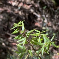 Acrotriche leucocarpa at Namadgi National Park - 7 Oct 2023 02:01 PM