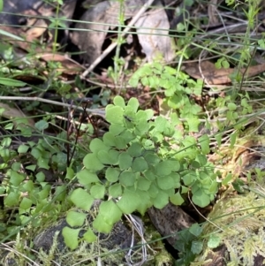 Adiantum aethiopicum at Namadgi National Park - 7 Oct 2023