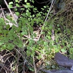 Adiantum aethiopicum at Namadgi National Park - 7 Oct 2023