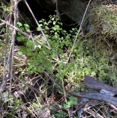 Adiantum aethiopicum at Namadgi National Park - 7 Oct 2023