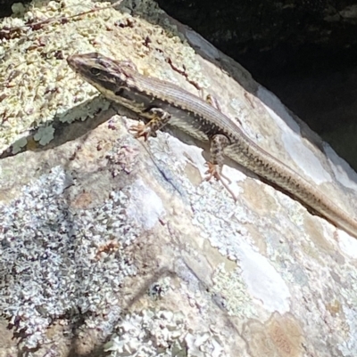 Eulamprus heatwolei (Yellow-bellied Water Skink) at Cotter River, ACT - 7 Oct 2023 by Tapirlord