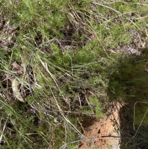 Acrotriche serrulata at Namadgi National Park - 7 Oct 2023 01:48 PM