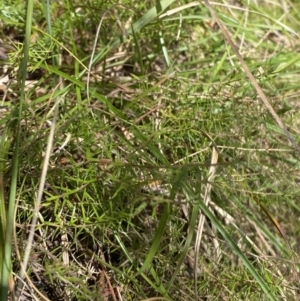 Acrotriche serrulata at Namadgi National Park - 7 Oct 2023 01:48 PM