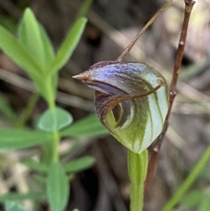 Pterostylis pedunculata at Namadgi National Park - 7 Oct 2023