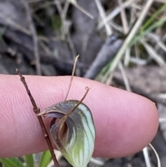 Pterostylis pedunculata at Namadgi National Park - 7 Oct 2023