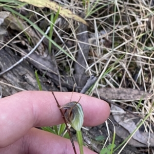 Pterostylis pedunculata at Namadgi National Park - 7 Oct 2023