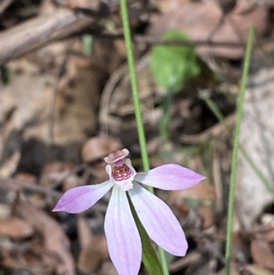 Caladenia carnea (Pink Fingers) at Namadgi National Park - 7 Oct 2023 by Tapirlord