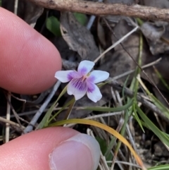 Viola hederacea (Ivy-leaved Violet) at Namadgi National Park - 7 Oct 2023 by Tapirlord