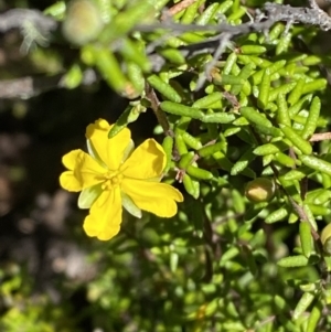 Hibbertia ericifolia subsp. ericifolia at Namadgi National Park - 7 Oct 2023 01:03 PM