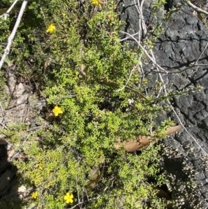 Hibbertia ericifolia subsp. ericifolia at Namadgi National Park - 7 Oct 2023