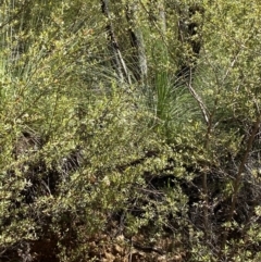 Xanthorrhoea glauca subsp. angustifolia (Grey Grass-tree) at Namadgi National Park - 7 Oct 2023 by Tapirlord