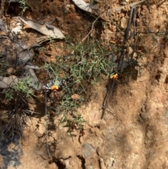 Daviesia ulicifolia subsp. ruscifolia at Namadgi National Park - 7 Oct 2023 12:49 PM