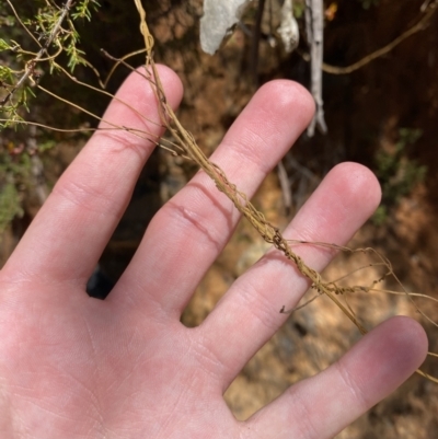 Cassytha pubescens (Devil's Twine) at Namadgi National Park - 7 Oct 2023 by Tapirlord