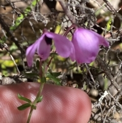 Tetratheca bauerifolia (Heath Pink-bells) at Namadgi National Park - 7 Oct 2023 by Tapirlord