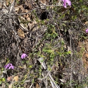 Tetratheca bauerifolia at Namadgi National Park - 7 Oct 2023