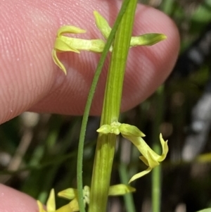 Stackhousia viminea at Namadgi National Park - 7 Oct 2023