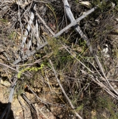 Stackhousia viminea at Namadgi National Park - 7 Oct 2023