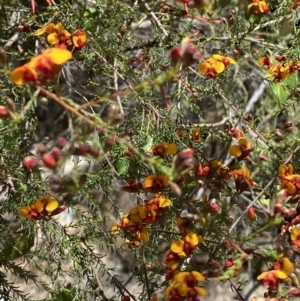 Dillwynia phylicoides at Namadgi National Park - 7 Oct 2023 12:43 PM