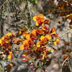 Dillwynia phylicoides at Namadgi National Park - 7 Oct 2023 12:43 PM