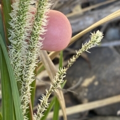 Carex gaudichaudiana (Fen Sedge) at Namadgi National Park - 7 Oct 2023 by Tapirlord