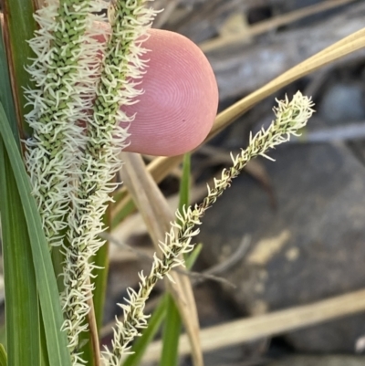 Carex gaudichaudiana (Fen Sedge) at Namadgi National Park - 7 Oct 2023 by Tapirlord