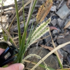 Carex gaudichaudiana at Namadgi National Park - 7 Oct 2023 12:38 PM