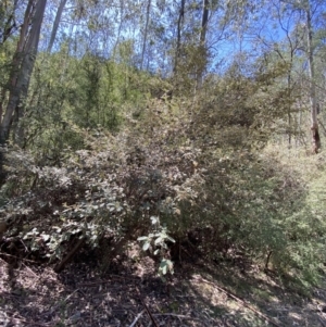 Pomaderris eriocephala at Namadgi National Park - 7 Oct 2023