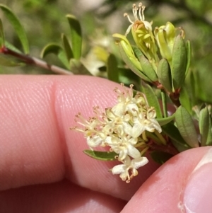 Micrantheum hexandrum at Namadgi National Park - 7 Oct 2023