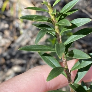 Platysace lanceolata at Namadgi National Park - 7 Oct 2023 12:32 PM