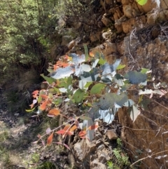 Eucalyptus dives (Broad-leaved Peppermint) at Namadgi National Park - 7 Oct 2023 by Tapirlord