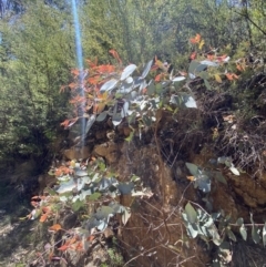 Eucalyptus dives at Namadgi National Park - 7 Oct 2023