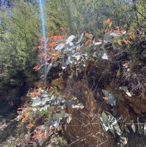 Eucalyptus dives at Namadgi National Park - 7 Oct 2023