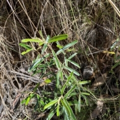 Astrotricha ledifolia (Common Star-hair) at Namadgi National Park - 7 Oct 2023 by Tapirlord