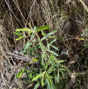 Astrotricha ledifolia at Namadgi National Park - 7 Oct 2023