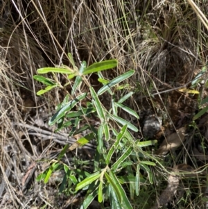 Astrotricha ledifolia at Namadgi National Park - 7 Oct 2023 12:25 PM