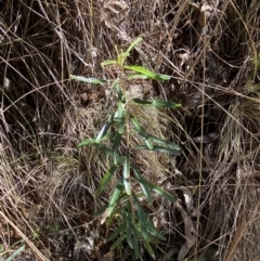 Astrotricha ledifolia at Namadgi National Park - 7 Oct 2023 12:25 PM