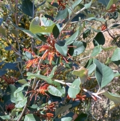 Grevillea oxyantha subsp. oxyantha at Namadgi National Park - 7 Oct 2023