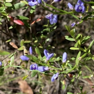 Comesperma volubile at Namadgi National Park - 7 Oct 2023