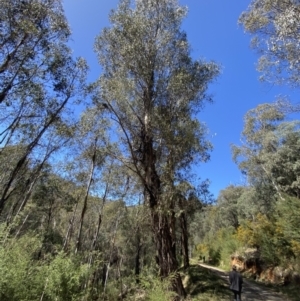 Eucalyptus viminalis subsp. viminalis at Namadgi National Park - 7 Oct 2023 12:15 PM
