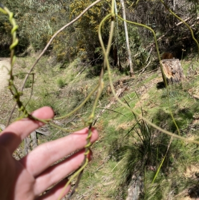 Cassytha melantha (Coarse Dodder-Laurel) at Namadgi National Park - 7 Oct 2023 by Tapirlord