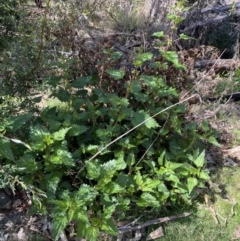 Urtica incisa at Namadgi National Park - 7 Oct 2023